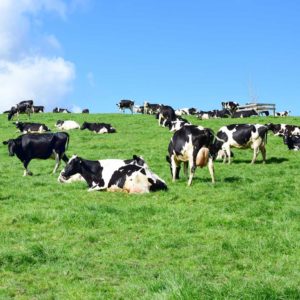 Blakefield Stock and Feed - Dairy Pellet