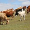 Blakefield Stock and Feed - Pasture Pellet