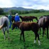 Blakefield Stock and Feed - Horses