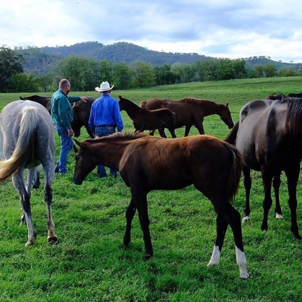 Blakefield Stock and Feed - Horses