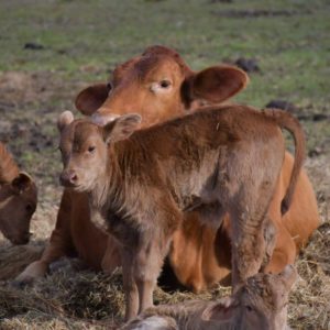 Blakefield Stock and Feed - Calf Pellet